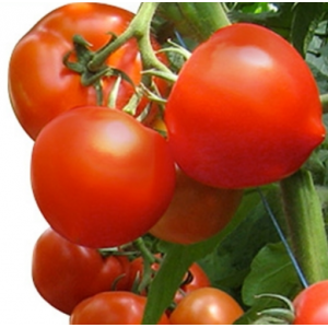 Агіліс F1- томат індетермінантний, 500 насінин, Enza Zaden Голландія фото, цiна